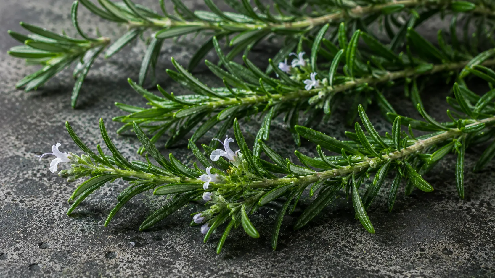 Rosemary botanical extract 100ml